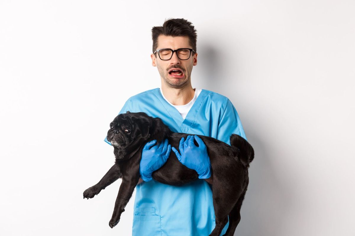 4 principais erros que causam fechamento de clínicas veterinárias