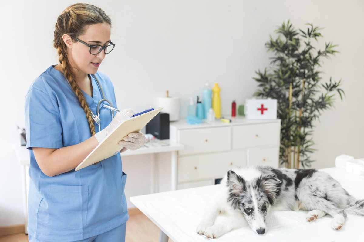 Redes sociais para clínicas veterinárias: 5 erros para evitar