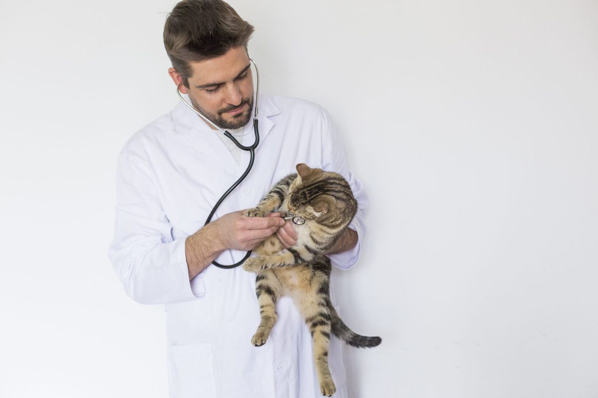 Clínica veterinária na internet: Como ser uma de autoridade ?