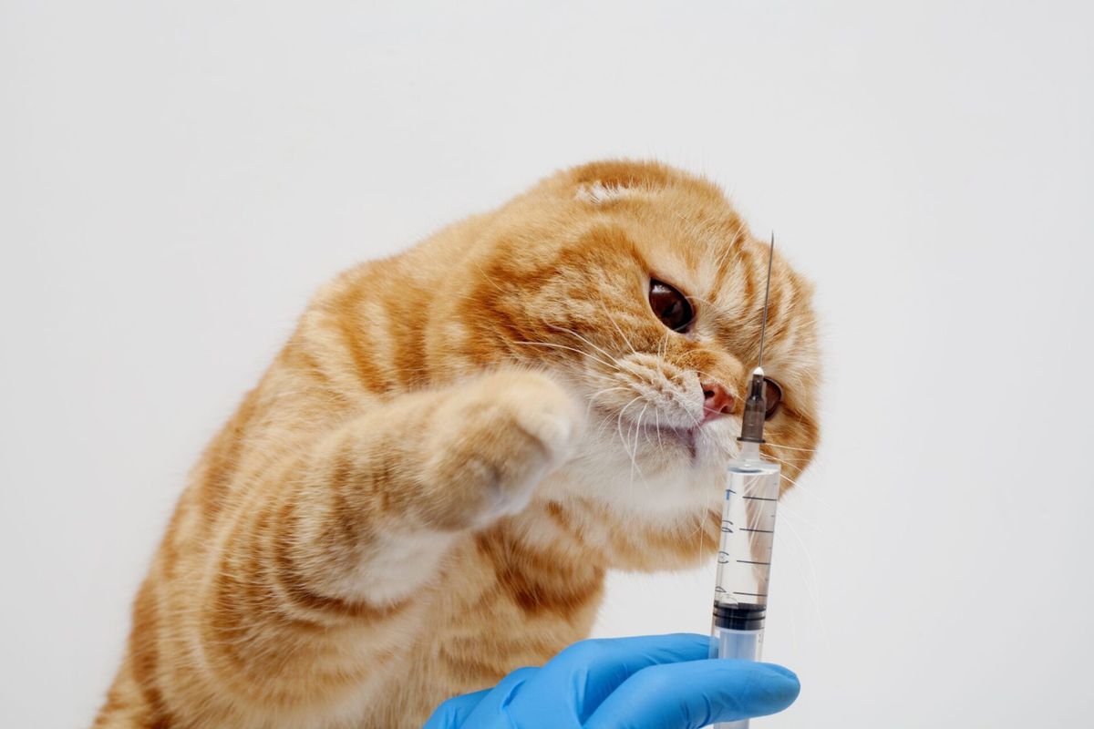 Como melhorar o agendamento de vacinas na sua clínica veterinária