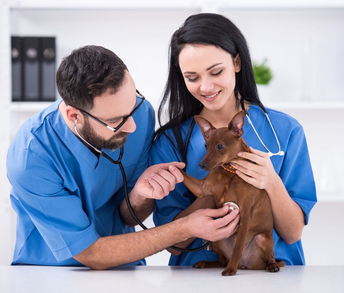 Clínica veterinária sustentável: 8 maneiras de estruturá-la