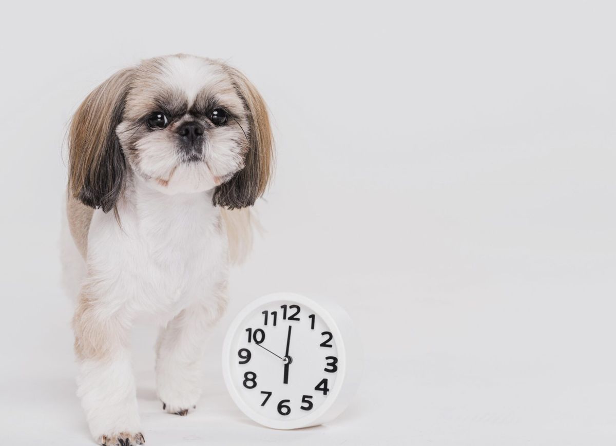 Como otimizar seu tempo na clínica veterinária?