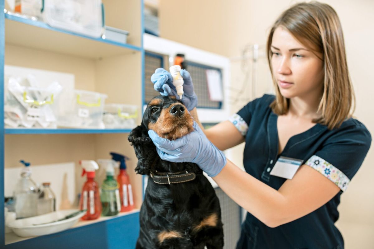 Atendimento veterinário 24 horas: como implementar?