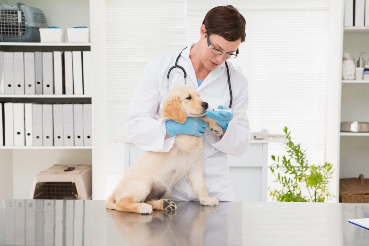 Como precificar consultas veterinárias: aprenda em quatro passos