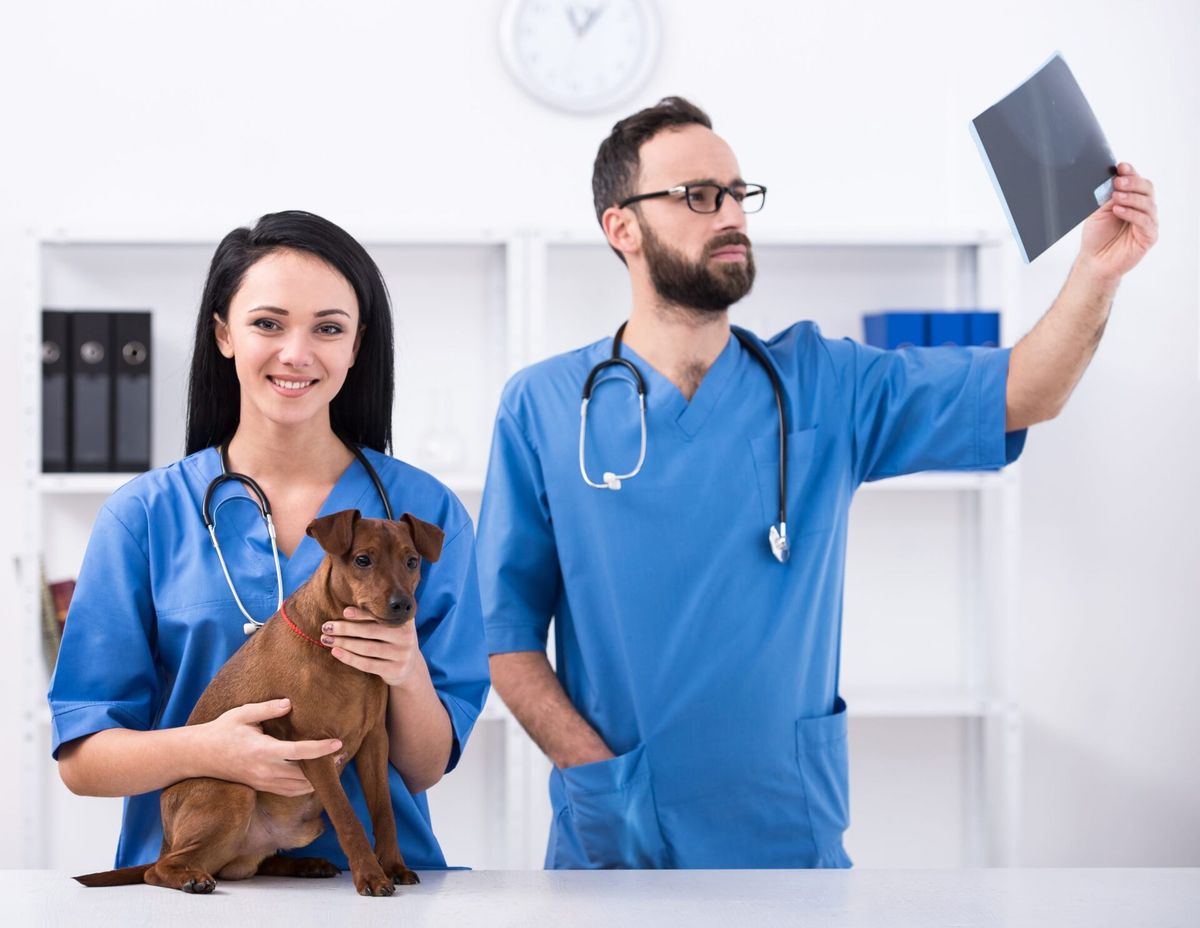 A importância da organização do trabalho na clínica veterinária
