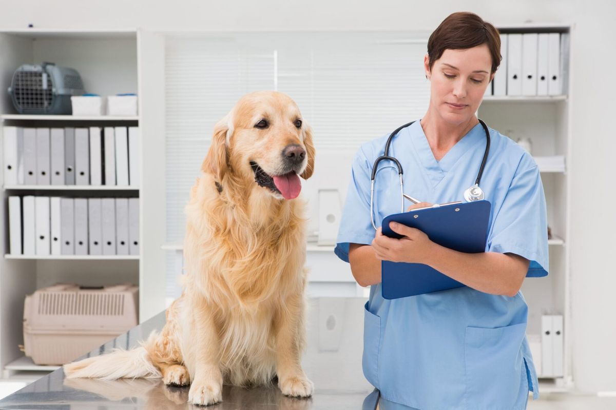Como montar uma clínica veterinária: principais passos