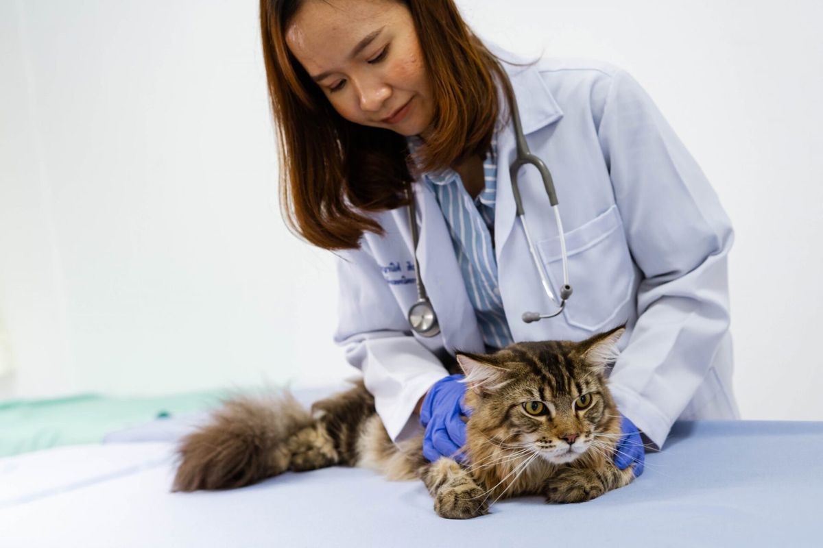 Palavras-chave para veterinários: qual a sua importância?