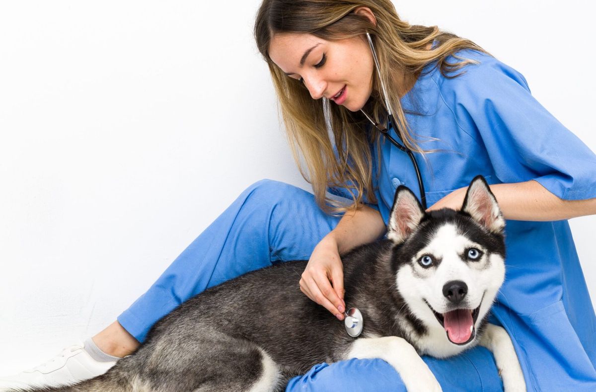 Seis benefícios do Marketing Digital para veterinárias
