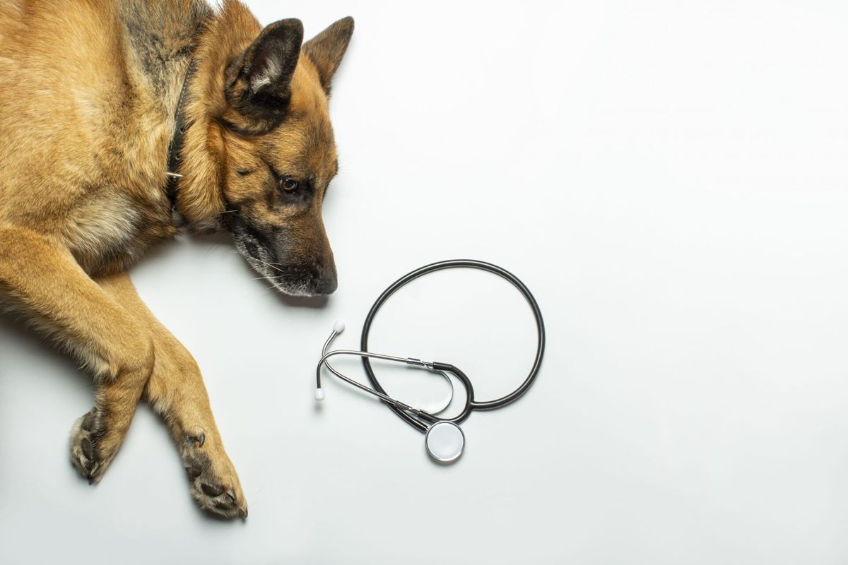 Limites do marketing veterinário: Regras do CFMV
