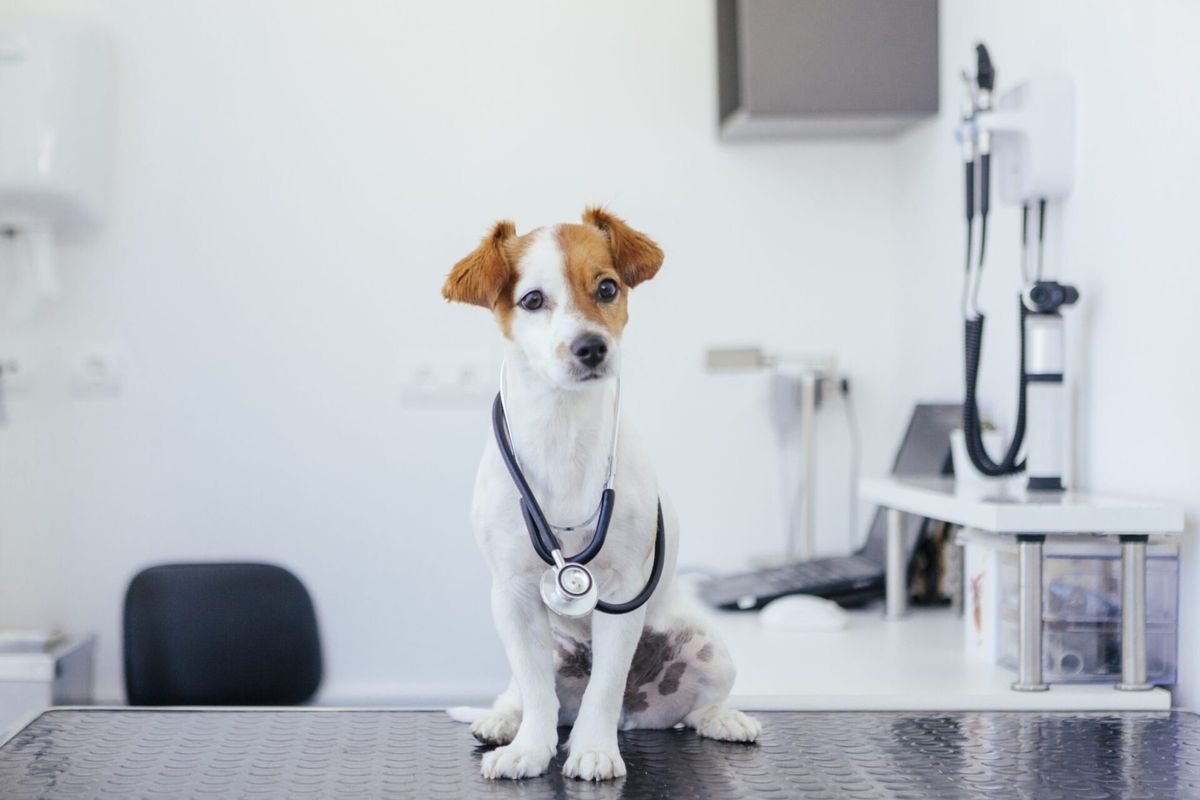 Arquiteto para clínicas veterinárias: como contratar um?