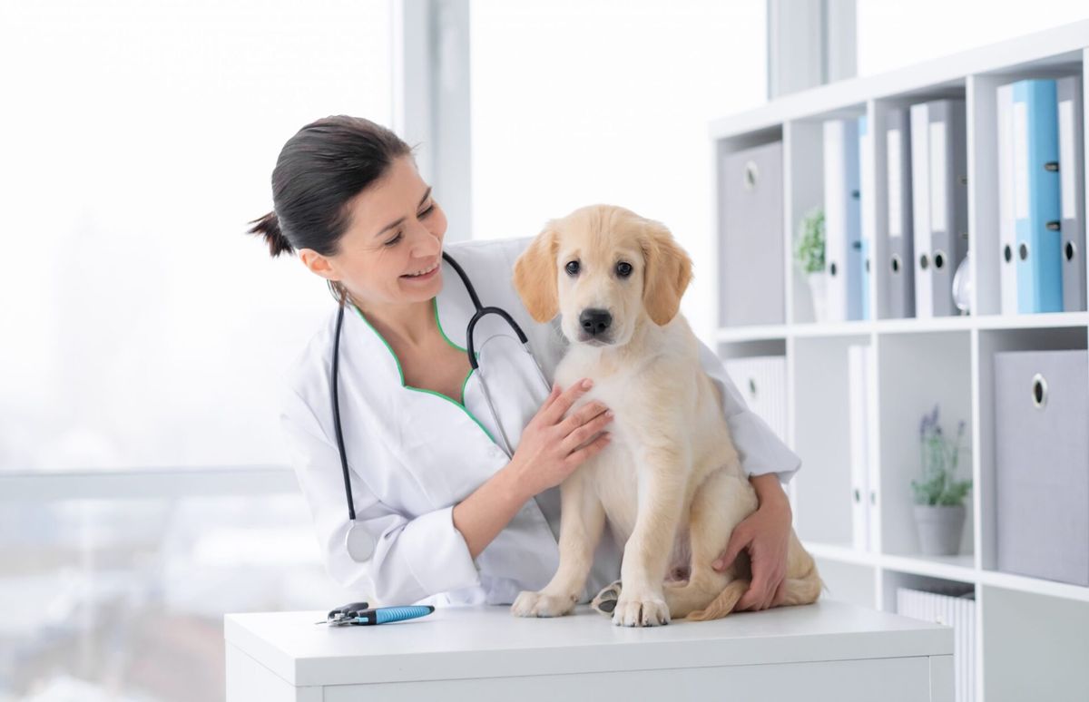 Como aumentar atendimentos na clínica veterinária