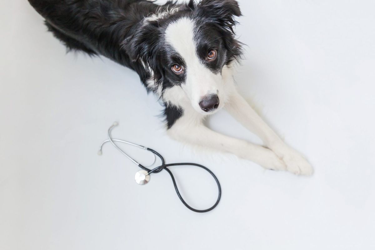Qual é a importância do marketing para veterinários?