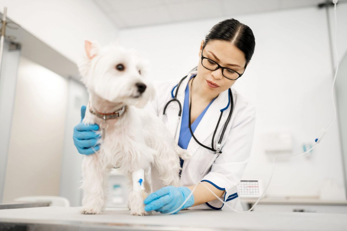 Marketing veterinário na crise: como cuidar da imagem da sua clínica