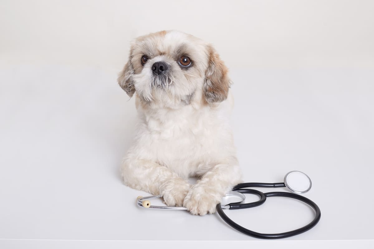 Como lidar com tutores inadimplentes da clínica veterinária?