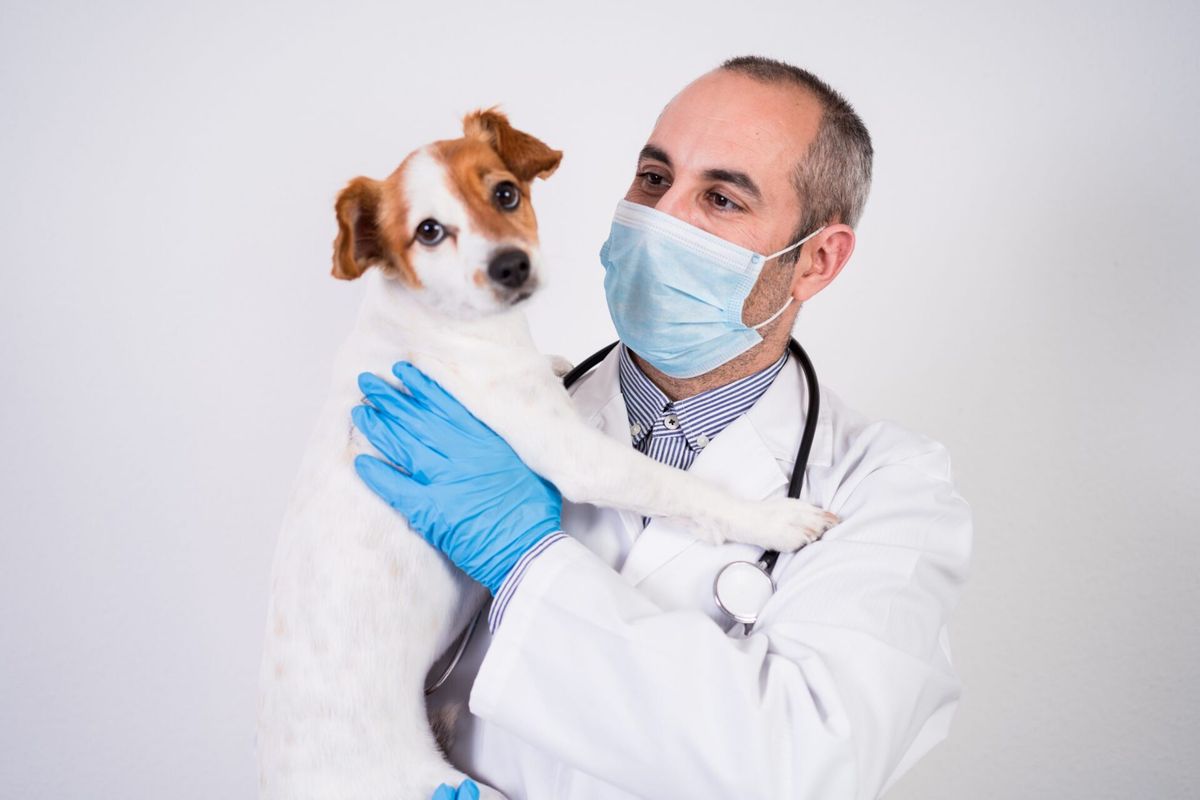 Como melhorar o financeiro da clínica veterinária no pós-pandemia
