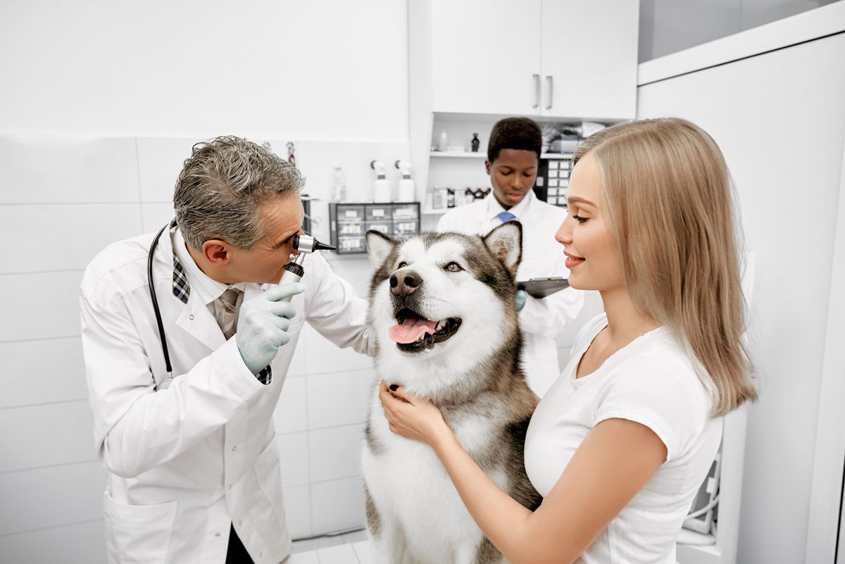 #VETTECH Como inovar os serviços da clínica veterinária?
