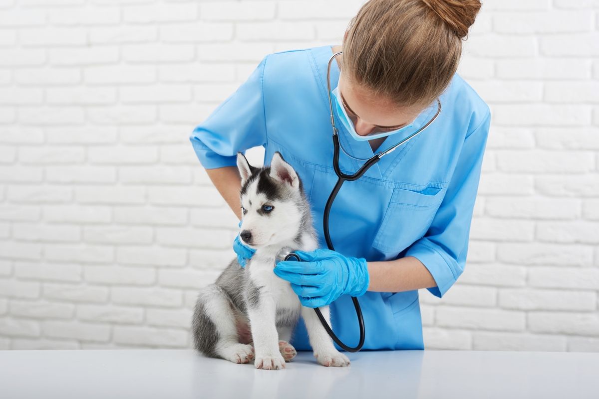 Atendimento veterinário à domicílio: por que oferecer?