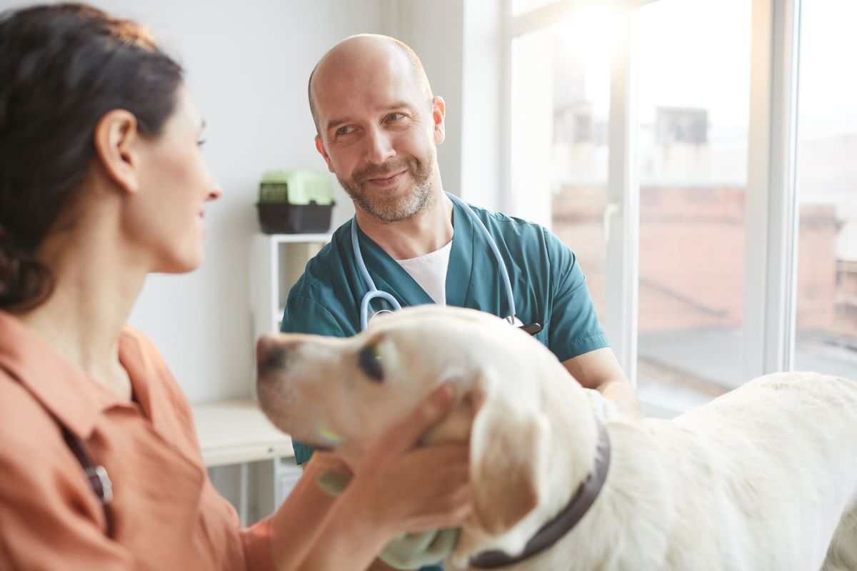 Atendimento humanizado na clínica veterinária: como implementar?