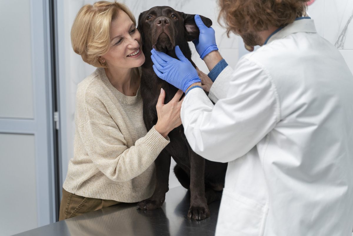 Conteúdo veterinário de medicina preventiva: Como funciona?