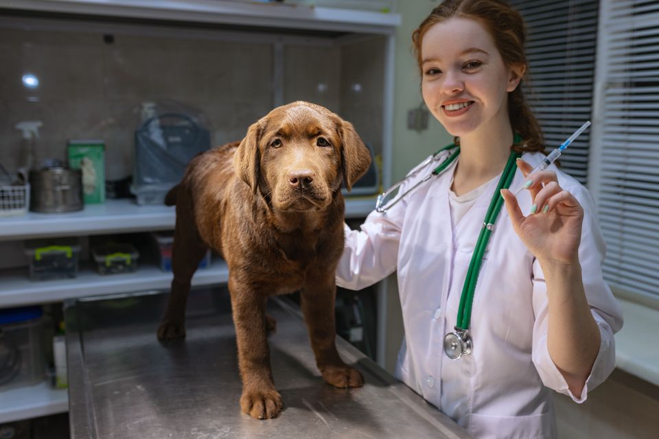 Como funciona o marketing veterinário da Fly Vet?