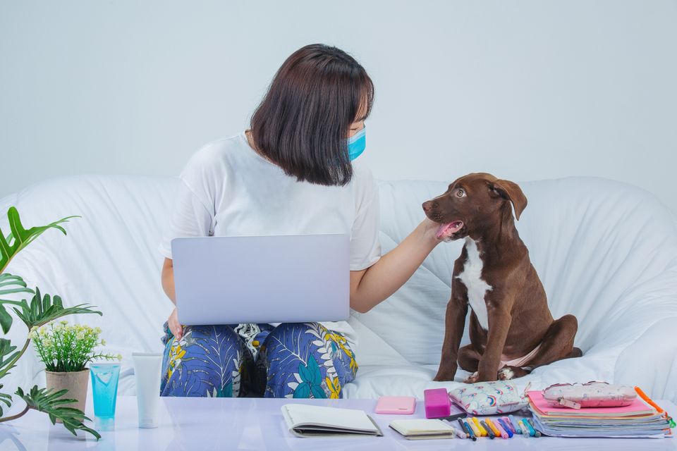 Marketing digital para clínicas veterinárias: vale a pena?