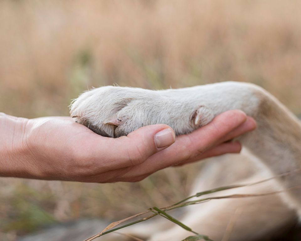 Nova lei: Veterinários devem denunciar maus-tratos de animais.