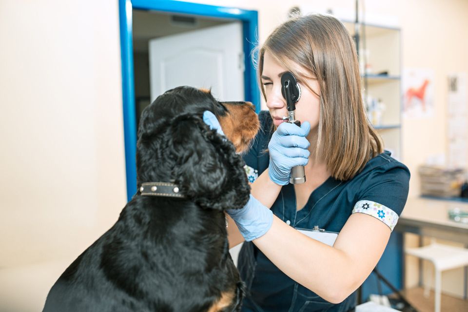 Como reduzir o cancelamento de consultas na clínica veterinária?