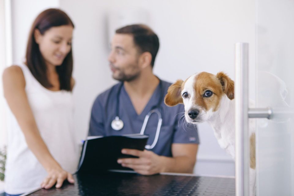 Marketing para Clínica Veterinária: como atrair clientes!