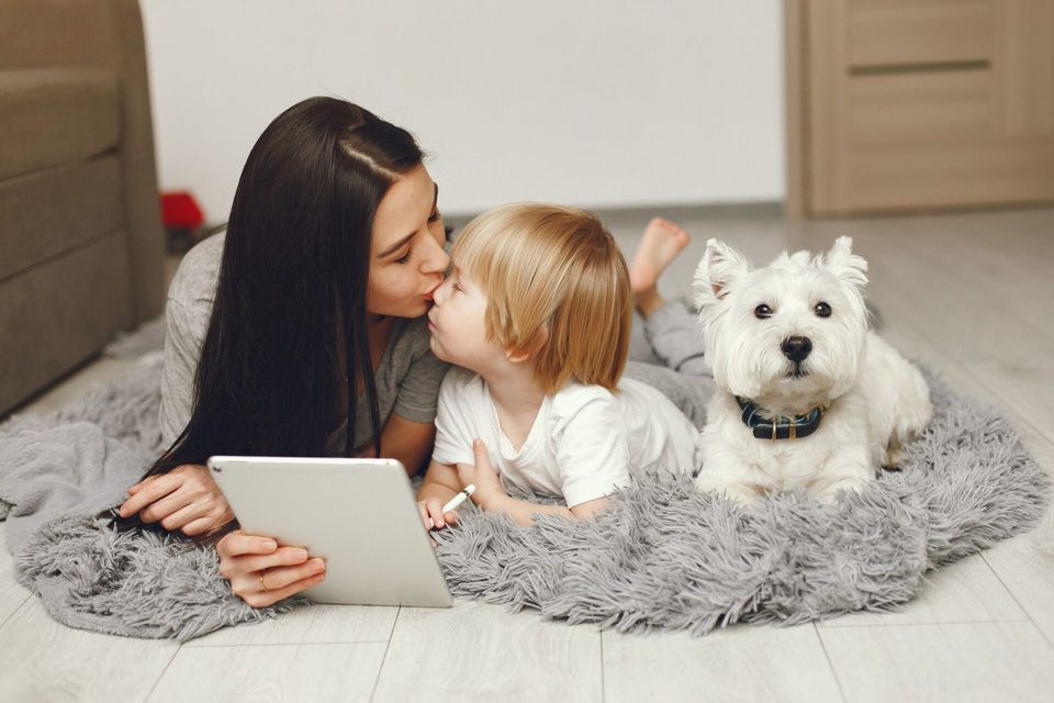 Clínica veterinária no Instagram: tudo o que você precisa saber!