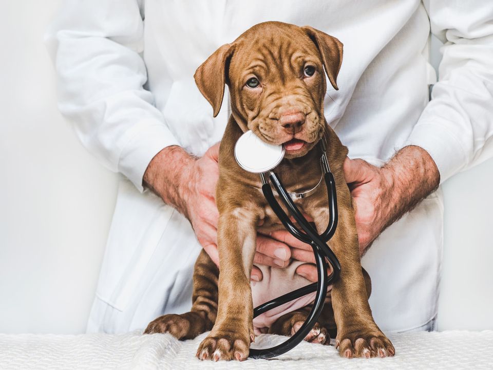 Gestão descomplicada: Saiba como aplicar na clínica veterinária.