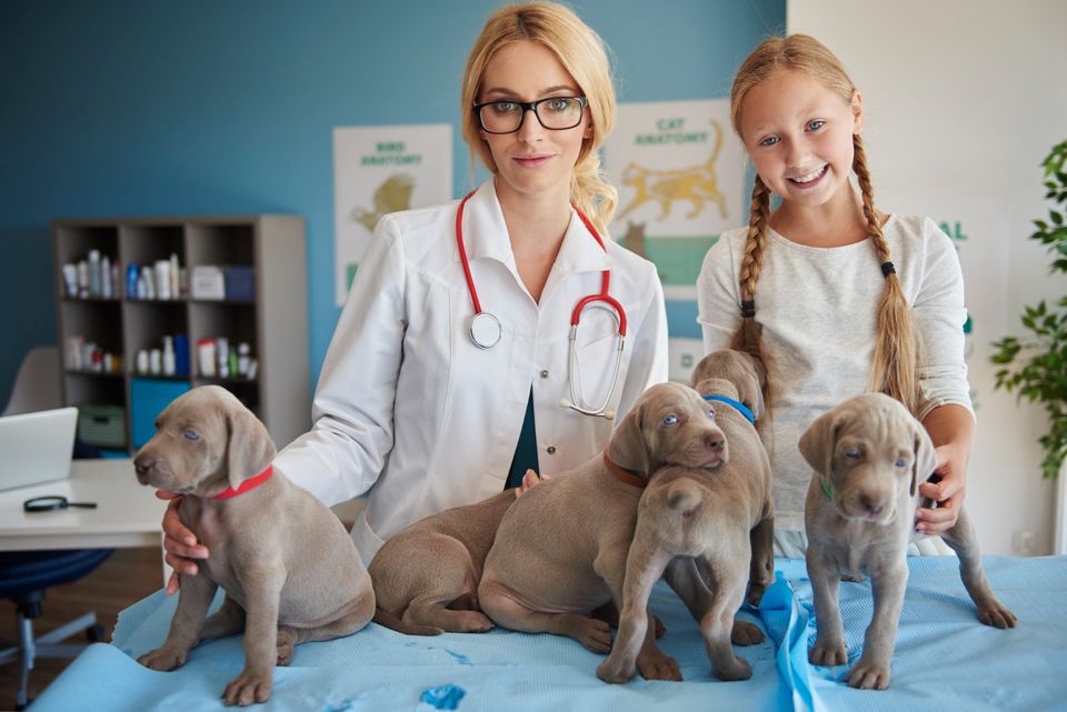 Marca forte para sua clínica veterinária: como criá-la?
