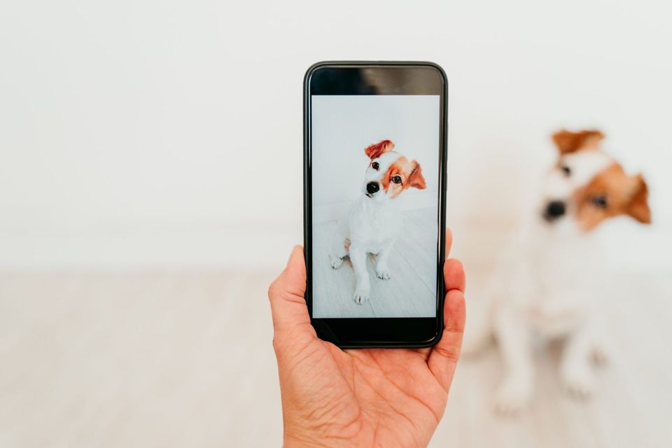 Instagram para veterinários: 10 mitos sobre seu uso