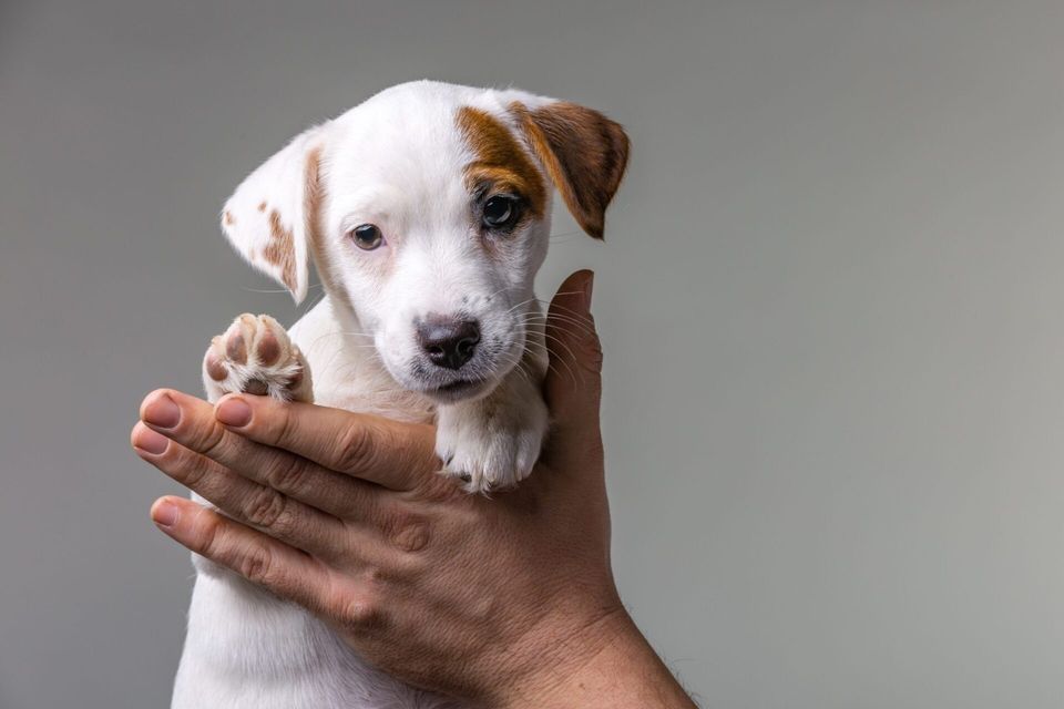 Covid-19: Como Uma Clínica Veterinária 24 horas te ajuda?