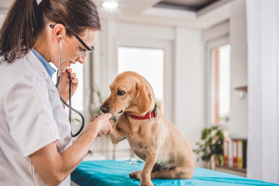 Serviços inovadores para clínicas veterinárias