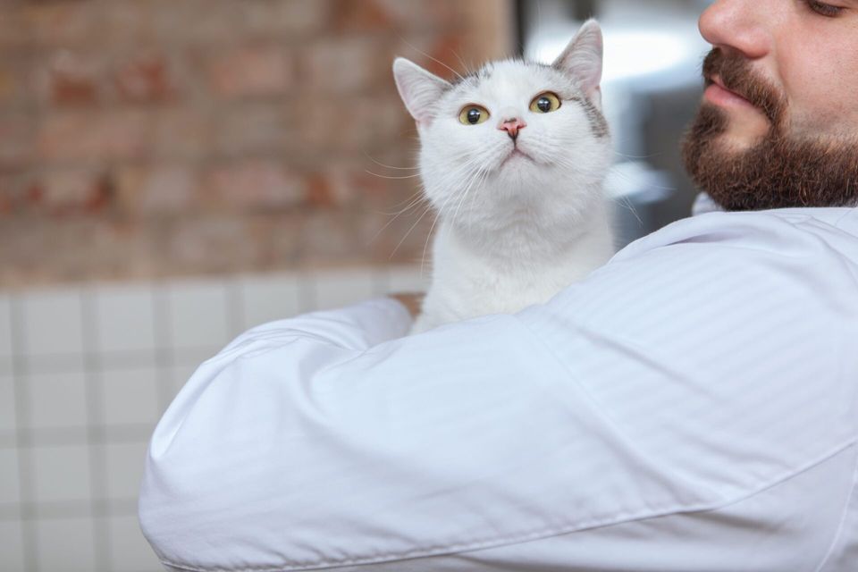 Como melhorar a experiência do cliente na clínica veterinária