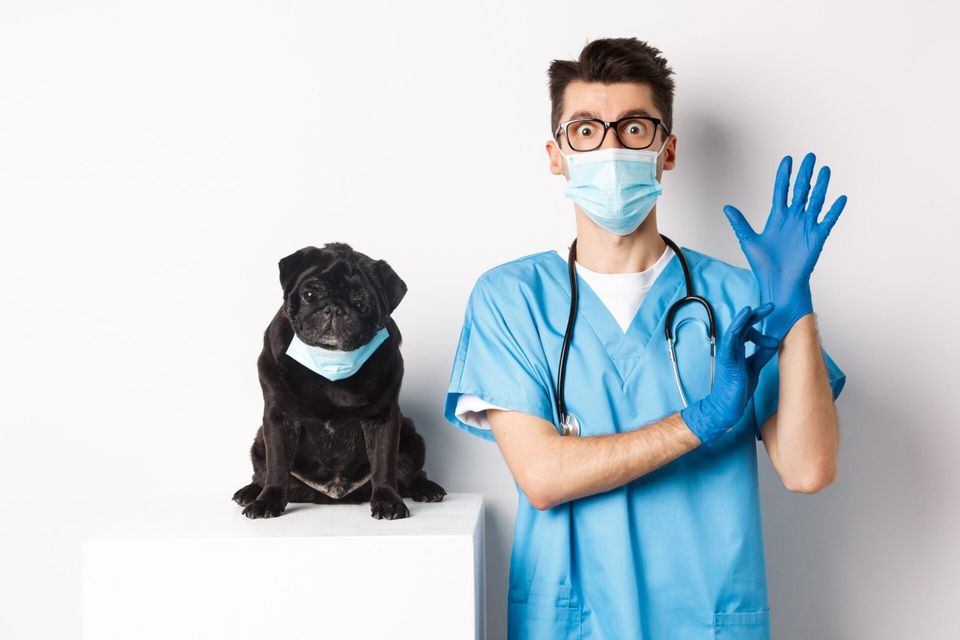 A Medicina Veterinária no pós-pandemia: o que esperar do novo agora