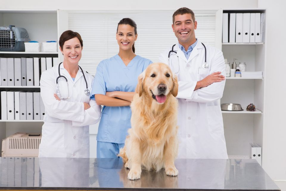 Quais as vantagens de ser um caso de sucesso Fly Vet?