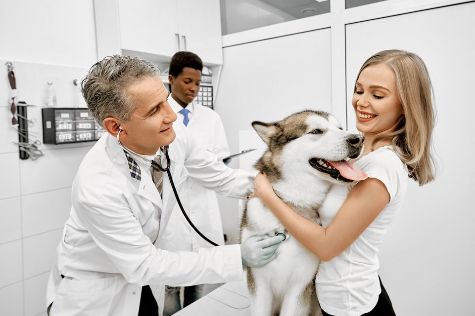 Veterinário empreendedor: sua clínica para se você tirar férias?