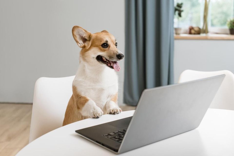 Marketing digital para clínica veterinária: 8 benefícios