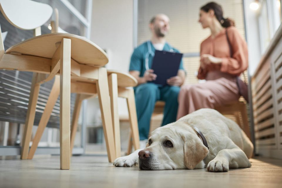 Sala de espera da clínica veterinária: o que disponibilizar?